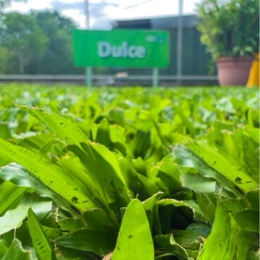 ZACATE DULCE DE SOMBRA (M²)